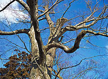 《Requartz零度》Switch预购开启 全角色语音化